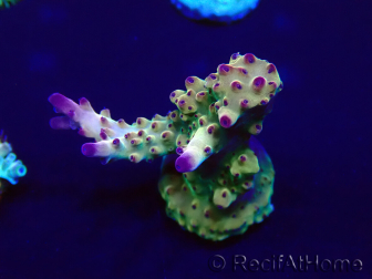 WYSIWYG Acropora Geacclimatiseerde maricultuur LED