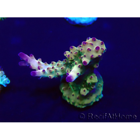 WYSIWYG Acropora Maricoltura acclimatata led