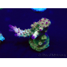 WYSIWYG Acropora Geacclimatiseerde maricultuur LED