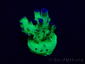 WYSIWYG Acropora Mariculture acclimated LED