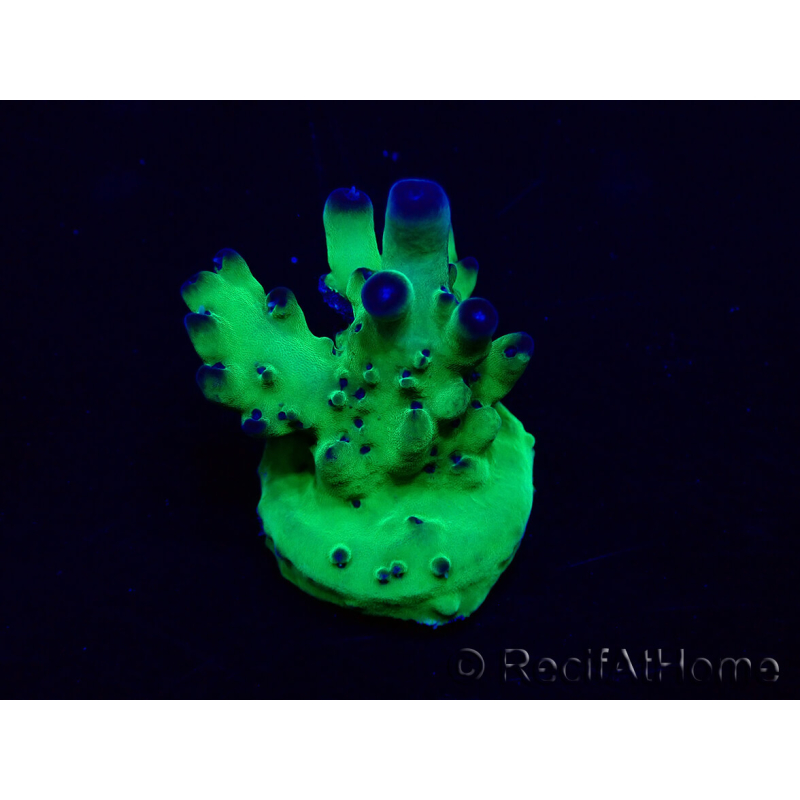 WYSIWYG Acropora Maricultuur geacclimatiseerd LED