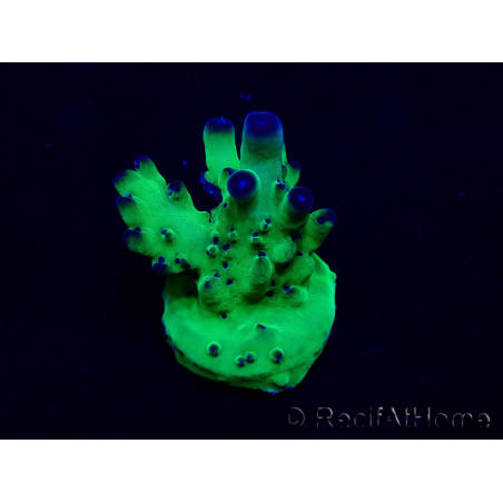 WYSIWYG Acropora Maricultuur geacclimatiseerd LED