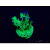 WYSIWYG Acropora Maricoltura acclimatata a LED