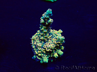 WYSIWYG Acropora Maricultura aclimatada LED