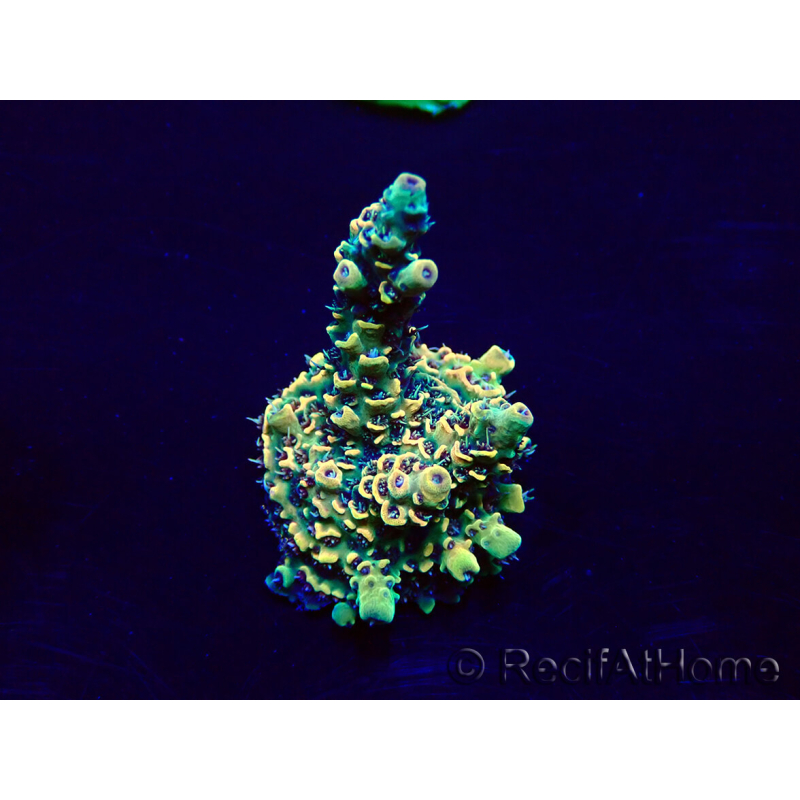 WYSIWYG Acropora Mariculture acclimated LED