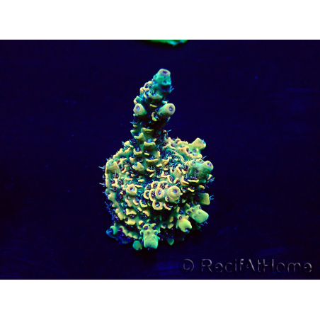 WYSIWYG Acropora Maricultuur geacclimatiseerd LED