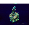 WYSIWYG Acropora Maricultura aclimatada LED