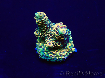 WYSIWYG Acropora Maricultura aclimatada LED