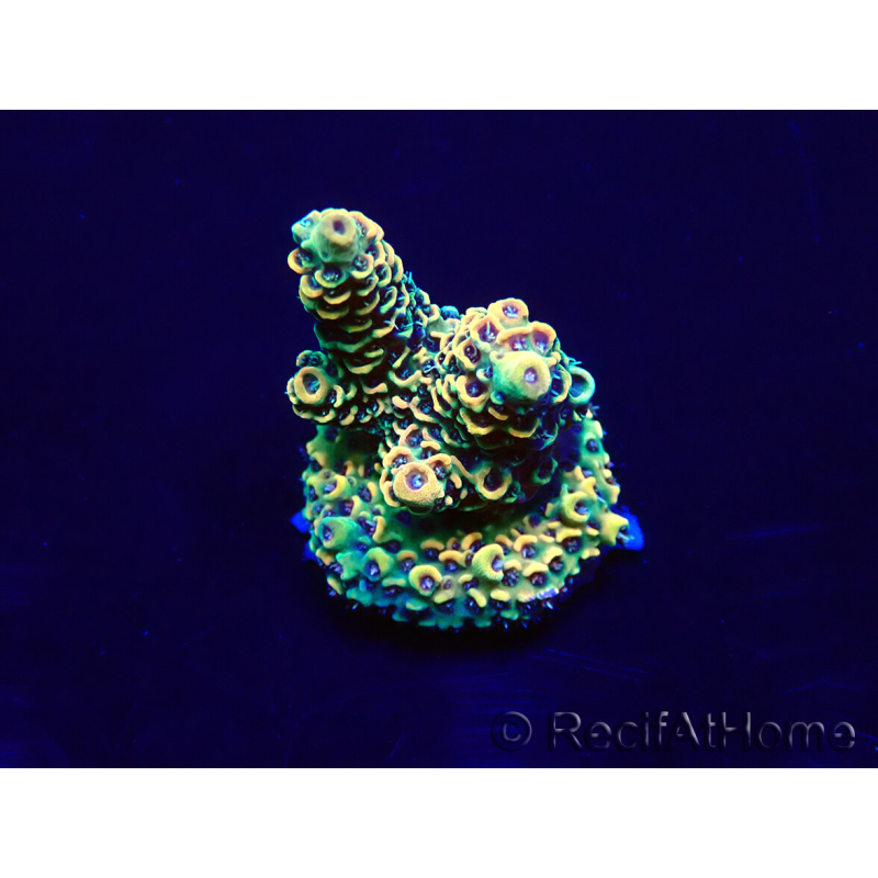 WYSIWYG Acropora Maricoltura acclimatata a LED