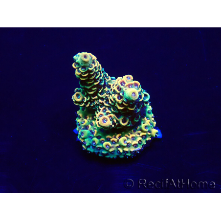 WYSIWYG Acropora Maricoltura acclimatata a LED