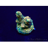 WYSIWYG Acropora Maricoltura acclimatata a LED