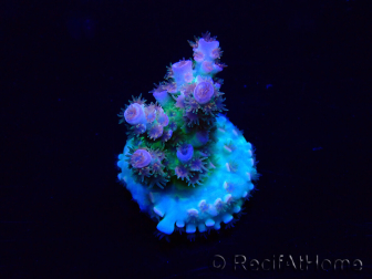 WYSIWYG Acropora Marikultur akklimatisiert LED