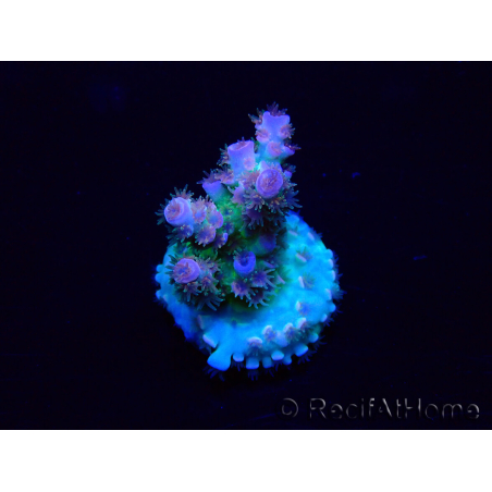 WYSIWYG Acropora tenuisMaricultuur geacclimatiseerd LED