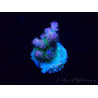 WYSIWYG Acropora tenuisMaricultuur geacclimatiseerd LED