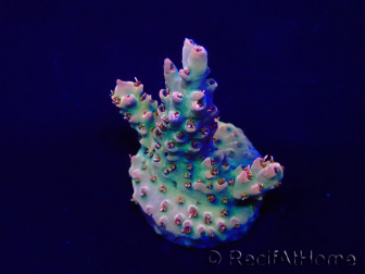 WYSIWYG Acropora Mariculture acclimated LED