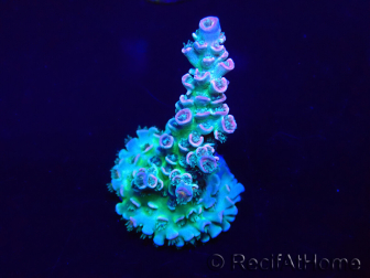 WYSIWYG Acropora tenuis 15C7 Mariculture acclimaté led