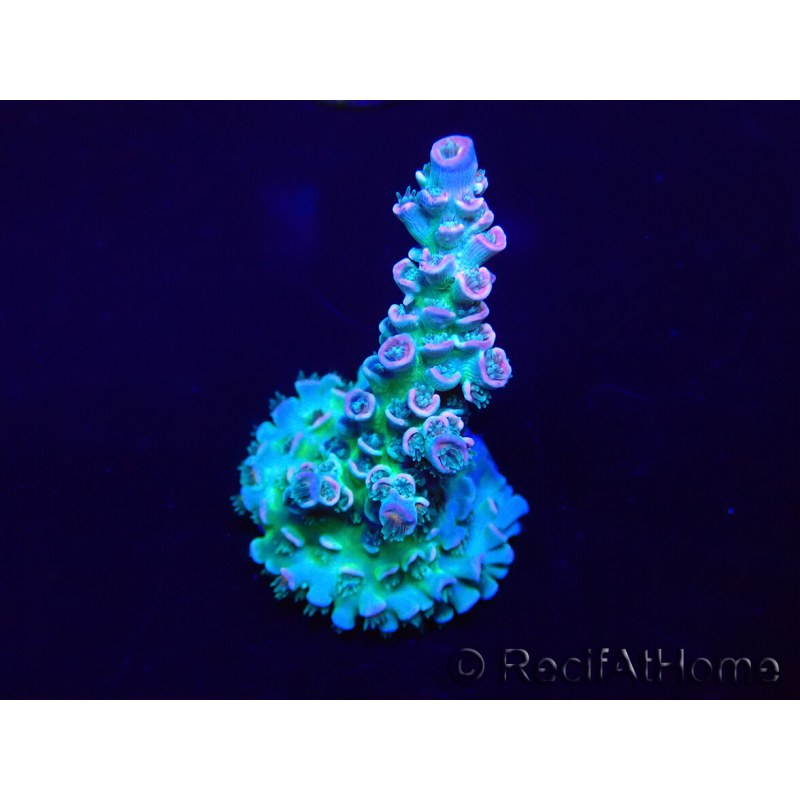 WYSIWYG Acropora Marikultur akklimatisiert LED