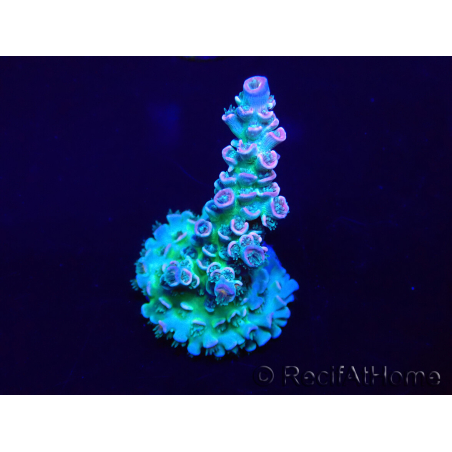 WYSIWYG Acropora Marikultur akklimatisiert LED