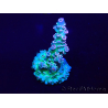 WYSIWYG Acropora Marikultur akklimatisiert LED
