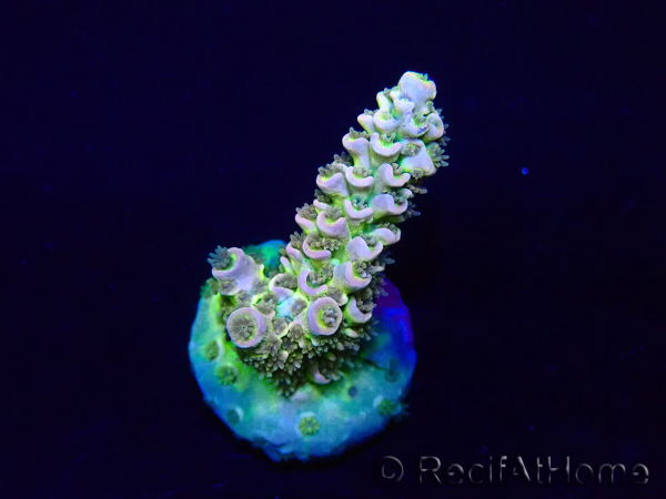WYSIWYG Acropora tenuis Mariculture acclimaté led