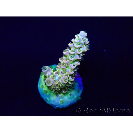 WYSIWYG Acropora tenuis Mariculture acclimaté led