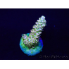 WYSIWYG Acropora tenuis Maricoltura acclimatata a LED
