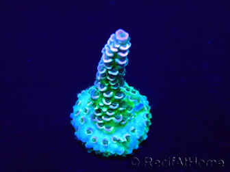 WYSIWYG Acropora tenuis 15C9 Mariculture acclimaté led