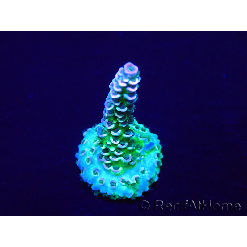 WYSIWYG Acropora acclimated LED