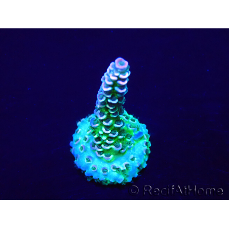 WYSIWYG Acropora acclimaté led