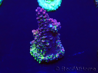 WYSIWYG Acropora Maricoltura acclimatata led