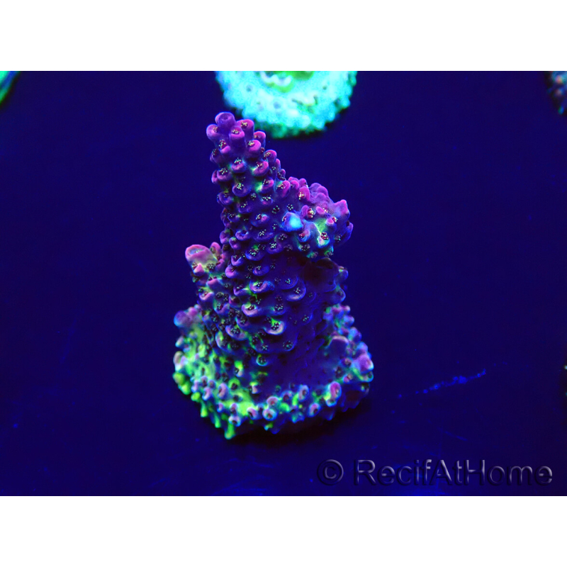 WYSIWYG Acropora Maricoltura acclimatata led