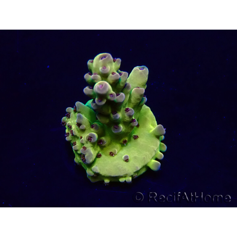 WYSIWYG Acropora Maricultura aclimatada LED