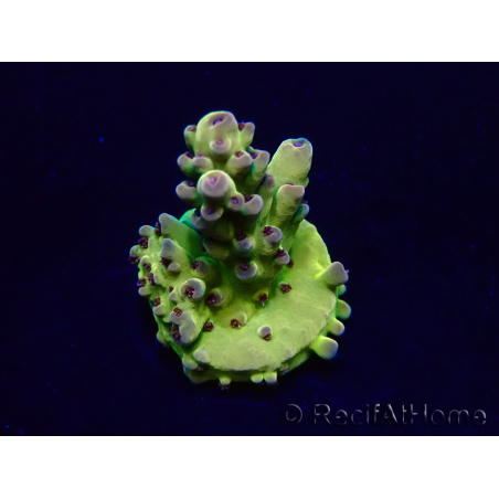 WYSIWYG Acropora Maricultuur geacclimatiseerd LED