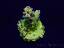 WYSIWYG Acropora Mariculture acclimated LED