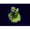 WYSIWYG Acropora Maricultuur geacclimatiseerd LED