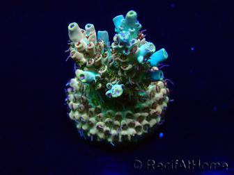 WYSIWYG Acropora Maricultuur geacclimatiseerd LED