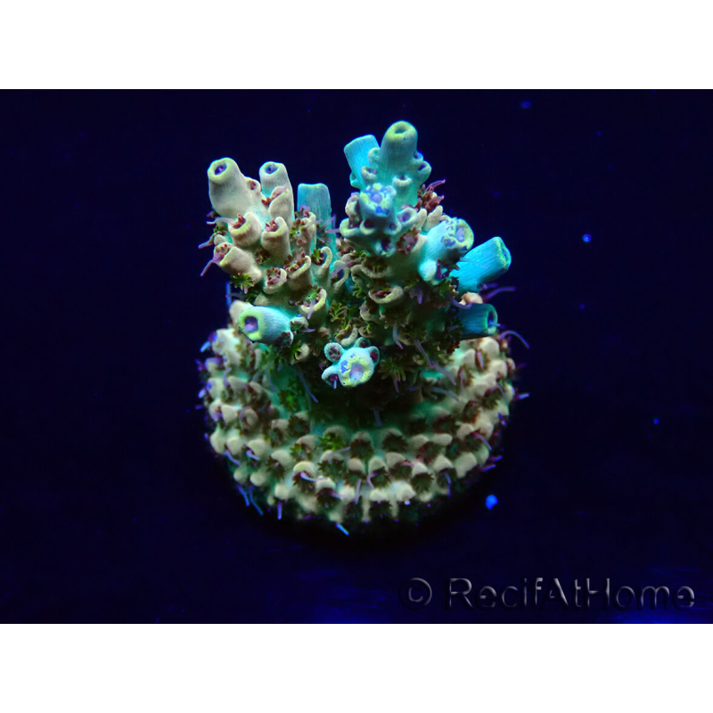 WYSIWYG Acropora Maricultuur geacclimatiseerd LED