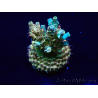 WYSIWYG Acropora Maricultura aclimatada LED
