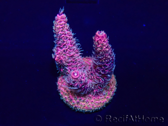 WYSIWYG Acropora millepora Maricoltura acclimatata a LED