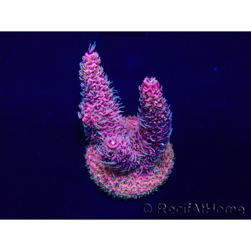 WYSIWYG Acropora millepora Maricoltura acclimatata a LED
