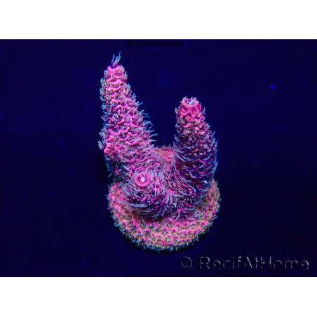 WYSIWYG Acropora millepora Maricoltura acclimatata a LED