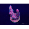 WYSIWYG Acropora millepora Maricultuur geacclimatiseerd LED