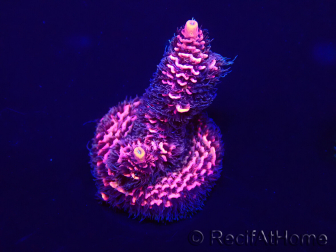 WYSIWYG Acropora millepora Mariculture acclimaté led