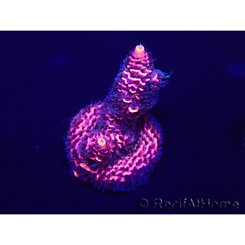 WYSIWYG Acropora millepora Mariculture acclimaté led