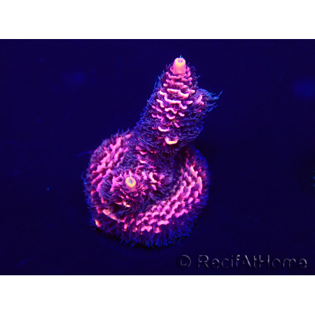WYSIWYG Acropora millepora Maricultura aclimatada led