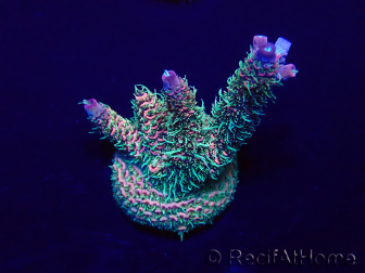 WYSIWYG Acropora millepora 15D4 Mariculture acclimaté led