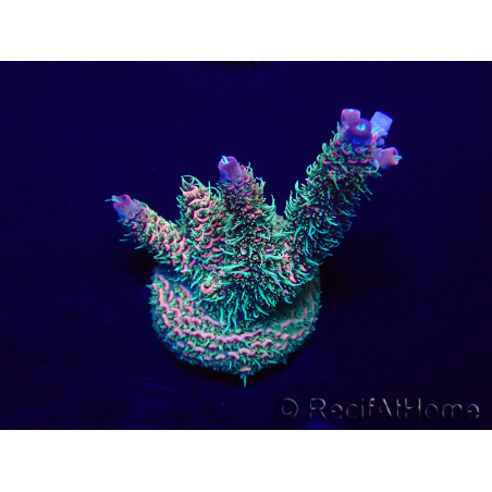 WYSIWYG Acropora millepora Maricultuur geacclimatiseerd LED