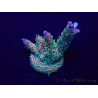 WYSIWYG Acropora milleporaMaricoltura acclimatata a LED