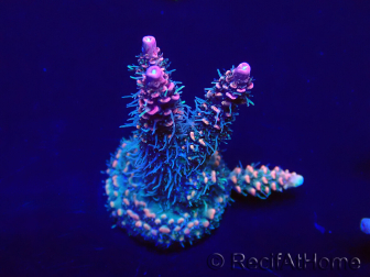 WYSIWYG Acropora Maricultuur geacclimatiseerd LED