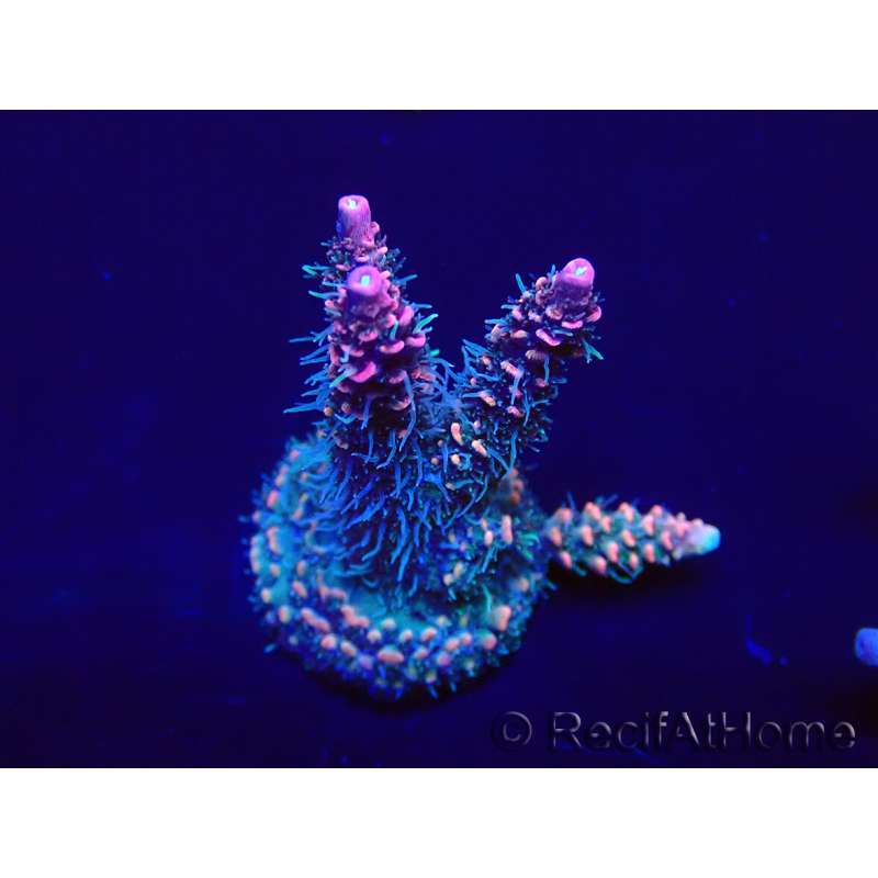 WYSIWYG Acropora Maricultuur geacclimatiseerd LED